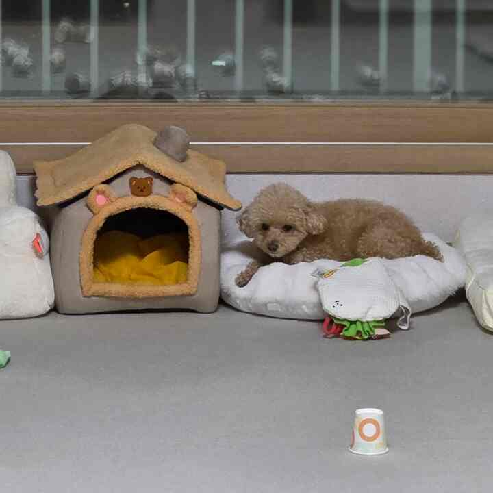 ベージュとホワイトの色調のリビング、犬用ハウスとペットクッションが配された雰囲気のあるペット空間