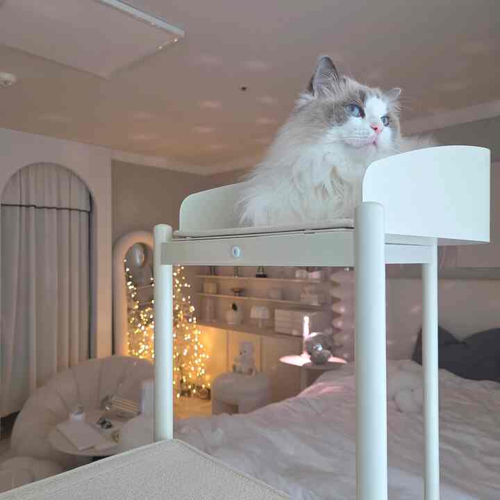 ホワイトとベージュの色調のリビング、キャットタワーの上の猫やソファ、カーテン、照明が配置された雰囲気のあるインテリア