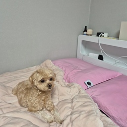 겨울을 맞이해서 폭신한 극세사 겨울 이불 구입했어요 ◡̎
저희 강아지도 좋아하는 겨울템으로 아망떼 극세사 차렵 솜이불과 몽비오스의 전기매트 추천해요 ㅎㅅㅎ
1. 아망떼 이불은 포옥 감싸져서 따뜻하고 재질도 부드러워서 강아지도 너무 좋아하구요!!
2. 몽비오스 전기매트는 온도랑 시간 조절도 되지만, iot로 폰에 어플 설치해서 밖에서도 장판 껐다켰다 할 수 있어요! 아침에 출근할 때 강아지 추울까봐 좀 더 켜주고 나오는데 아주 좋습니다 ㅎㅎ
추가로 킹(?) 사이즈 매트는 왼, 오 온도도 각각 조절할 수 있어서 너무 좋답니다!! 주변에 마구 추천하는중 ㅎㅎ
3. 잠 안올때면 록시땅 릴렉싱 필로우 미스트를 구석에 조금 뿌려주는데 향기 맡으면 잠이 더 잘 오는 느낌?!
4. 침대 헤드에 있는 무선 터치식 led 조명 (스탠드)은 귀엽워서 좋아요 ㅋㅋ
#겨울침실인테리어 #겨울무드 #난방템 #전기매트 #솜이불 #펫테리어 #침실 #침실인테리어 #침대 #픽켄드 #아망떼 #이불 #폭신한이불 #댕댕이 #강아지 #갱얼쥐 #베개 #베개커버 #커버 #겨울이불 #몽비오스 #전기장판 #전기매트 #강아지도좋아하는이불 #록시땅 #필로우 #스탠드 #조명 #무선조명 #펫테리어