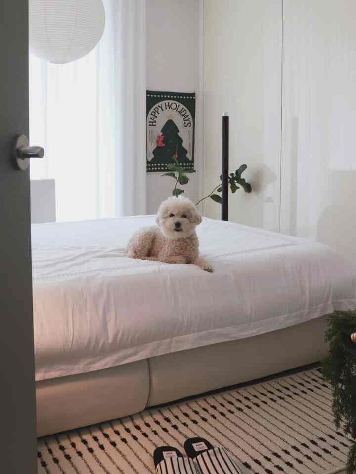 白を基調とした寝室で、中央にベッドと小さな犬がいる印象的で落ち着いた空間