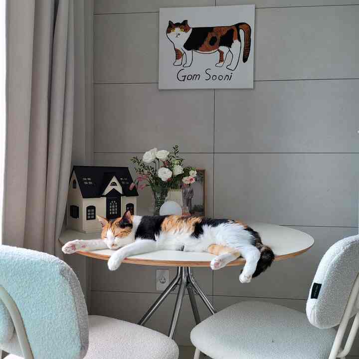 #나다운공간 I put a round table in a corner of the living room.

Because it's in a corner, I used to put a robot vacuum cleaner and air purifier there,
but with the table, it's much more practical.

#WhiteInterior #홈스타일링 #원형테이블 
#BoucleChair #부클 #신혼집인테리어 #신혼부부 
#NewlywedHome #식탁 #원형테이블 #고양이
#Lighting #맞팔 #선팔 #맞팔환영 #소통 #좋아요