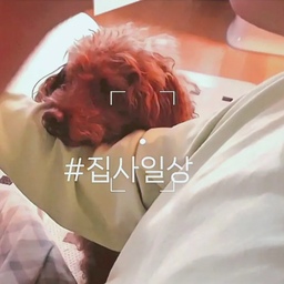 ♥️아빠 팔에 턱을 괴고 뚫어져라 바라보는 곰이 
곰이의 필살기 방토 뚫어져라  바라보면서 귀여움 뿜뿜하기
오늘도 곰이의 귀여움으로 행복한 우리집이에요🩷
#콘수프기록집 #집사일상 #반려견 #강아지 #댕댕이 #마이펫다이어리  #푸들 #멍스타그램 #반려견일상 #가족일상 #집콕 #힐링영상 #귀여운영상 #방울토마토 #강아지먹방 #맞팔 #맞팔환영 #맞팔해요 #맞팔선팔 