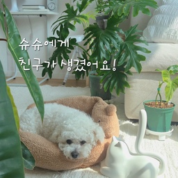 #현명한소비 3
.
슈슈친구가 생겼어요 🐈‍⬛
.
고양이를 좋아하는 우리 가족이지만
비염과 고양이 알러지가 있어서 
가까이하진 못하고
늘 눈으로만 예뻐해요.
.
그런데 마침…
집에 고양이가 한 마리 생겼습니다 🐈‍⬛
귀여운 오브제인 줄 알았는데
돌돌 굴리면 먼지랑 털을 싹 잡아주는
청소하는 고양이였어요. ✨
.
소파나 옷에 묻은 먼지 정리할 때
생각보다 자주 손이 가는 친구예요.
슈슈 옆에 두니까
진짜 친구 같아서 더 귀여움 🤍
.
자, 오늘도 귀여운 친구와 함께
힘찬 하루 시작해볼까요? 🐈‍⬛
.
.
.
#콘수프기록집
#주택살이 #타운하우스 #땅콩주택 #집꾸미기 #인테리어 #화이트우드 #오늘의집 #homeinterior #homedecor #홈스타그램 #집스타그램 #플랜테리어 
#맞팔 #맞팔환영
#테이프클리너 
#고양이집사 
#먼지제거 
#집꾸미기 
#귀여운소품