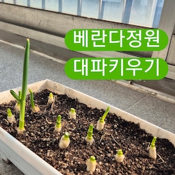 #콘수프기록집
#오늘의우리집         3️⃣
🍀 고물가 시대, 베란다에서 대파키우기 🍀
✅️ 흙대파 구매하기
✅️ 뿌리 보존 & 손가락 정도 길이로 자르기
✅️ (중요!!) 마르기 전에 빨리 흙에 심기
✅️ 물 듬뿍 주고, 햇빛 아래 심기
#대파키우기 #대파 키운지 한달 정도 됐어요 
꿀팁이라면 귀찮아서 자르고 며칠 냅두면 말라서 잘 안 자라더라구요. 바로바로 심어주는 게 아주 중요합니다❤️
대파 키워보니 재밌어서 다이소에서 바질, 대파 씨앗도 샀는데.. 얘네도 곧 후기 들고 올게요!
그나저나 #베란다청소 는 언제 할까요...🥲
#자급자족 #홈가드닝 #오늘의가든친구 #오늘의가든수확 #오늘의가든 #식물인테리어 #식집사 #식물일기 #식물키우기 #식물한스푼 #식집사성장기 #식물집사 #베란다정원 #베란다활용법 #베란다캠핑 #베란다꾸미기 #베란다인테리어 #베란다활용 #베란다텃밭 #텃밭가꾸기 #텃밭일기 #텃밭화분 #다이소화분 #다이소추천템 #다이소꿀템