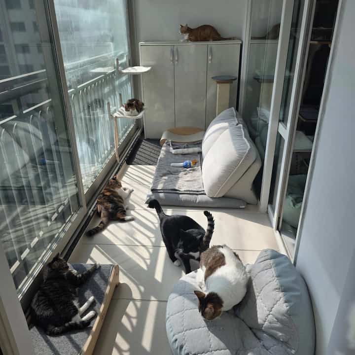 白とナチュラルカラーのベランダ、キャットタワーと窓辺のハンモックが配置され、複数の猫がくつろぐ雰囲気のあるインテリア