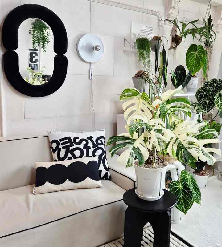 とてもきれいに成長するアルボモンステラ🌿
何度も切ってぴったり育てるのに良いサイズですねㅎㅎ 
育てられて古くて切れて育てたら天井を撮ったんですよ😂
モンステラの種類が好きで座席をしても
あきらめないアルボモンステラです💚

#コンスープ記録集 #きれいなテム最高屋＃私たちの家のフォトゾーン 