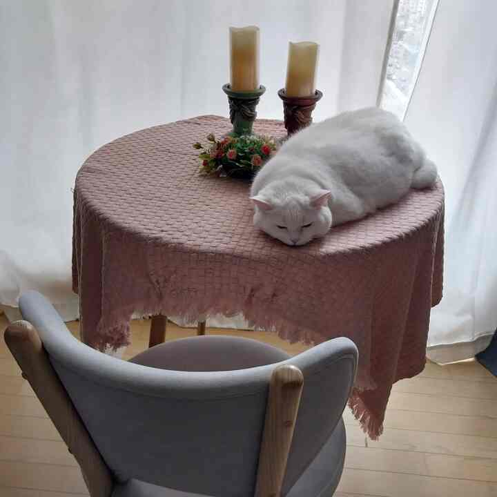 #오늘의우리집 #콘수프기록집  #코니 #흰고양이 #낮잠자는중 #테이블인테리어 #베란다 #베란다꾸미기 #홈카페인테리어 #홈스타일링 