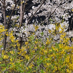 #나가놀아요
아파트 근처 산책로에 벚꽃, 개나리 가 예쁘게 피었더라구요
밤산책가서 찍은 거라 낮에 보는 거랑은 또 다르네요ㅎㅎ
#나들이 #산책길 #산책로 #산책 #일상기록 #일상공유 #꽃이있는집 #꽃인테리어 #봄이왔나봄 #봄맞이 #봄꽃 #봄나들이 #맞팔