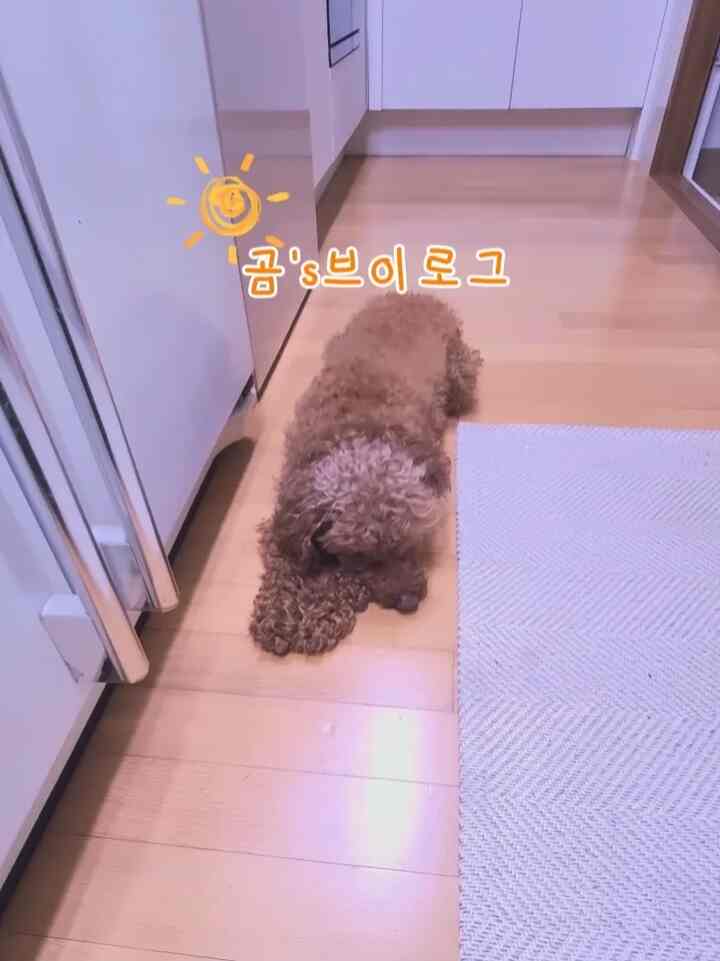 料理の時や皿洗いの時やキッチンにはいつもかわいいクマが一緒にいますよ🤎伸びをずっとつけてはまた席をとって私を眺めるクマが！              いつも私の後ろを渇き続ける世界にひとつだけの愛らしい「くまのこ」 
大好きなクマだよ🥰♥️

＃コンスープ記録集 
