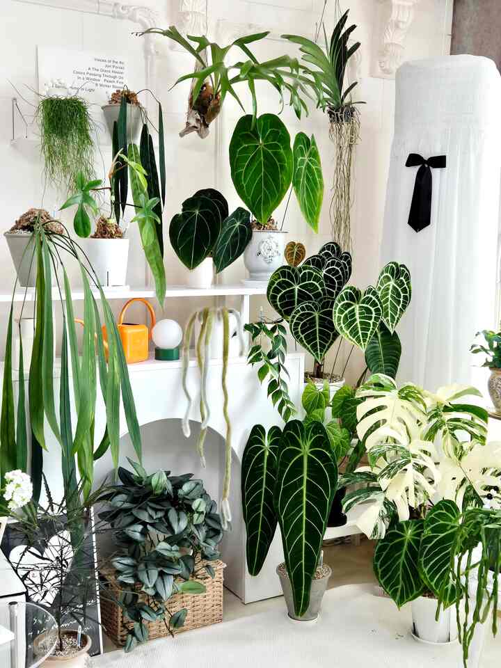 Instagramは昨日再び文字認証してログインしました😂
最近の日程が多くて、今日も朝から準備してお出かけします。 
ワードローブを整理する必要がありますが、ずっと遅れる日は暑くなります😂
ワードローブの整理は明日する必要がありますㅎㅎ
今週もファイティングして幸せになります😍

＃コンスープ記録集＃ハングインプラント＃壁飾り＃バットラン＃私たちの家フォトゾーン 