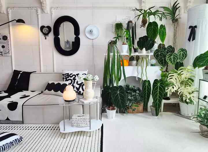 植物を育てると、植物はますます大きくなります。 
空きスペースなしでマキシマルになりました🌿
植物が多いとミニマルとは距離が遠くなると思います😁
マキシマルでも植物があってとても幸せです🌿

＃私たちの家の追求＃マキシマル＃コンスープ記録屋＃リビングルーム＃リビングガーデン＃リビングガードニング＃ホームガードニング＃フランテリア＃フランテリア植物＃植民地時代#グリーンインテリア #アンスリウム 