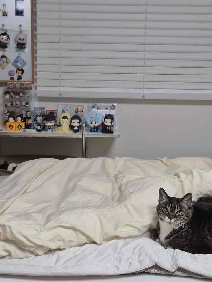 白とベージュのトーンの寝室、窓に設置された木製ブラインドとベッドの上でくつろぐ猫がいる雰囲気のある空間