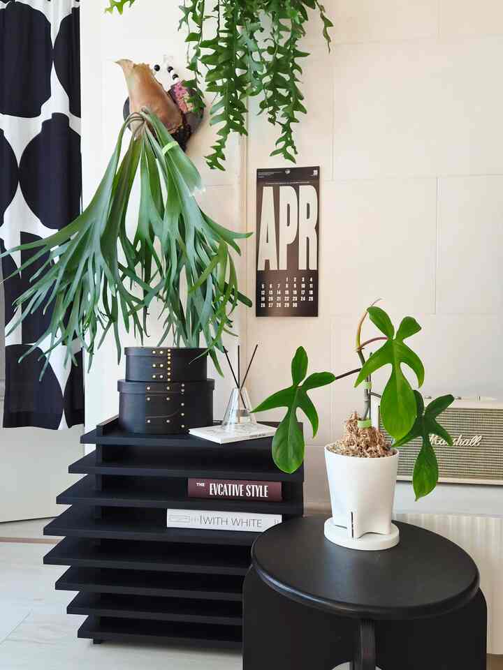 あまりにもかわいいバットとは🌿
何年も育てているハート版副作バットランです。
最初は小さくて手形も綺麗ではなかったけど
私だけの方法で手形をきれいにつかんでくれました。
写真に示すように、新葉が出ていてある程度成長したら
固まる前に下向きに下げてマジックテープで軽く束ねると
下向きにきれいに成長します😁 
可愛いコウモリは一度育ててください❤️

＃素敵なテム最高屋＃コンスープ記録集＃ブラック＆ホワイト＃ポイント家具＃ドロップドロップドロップ 