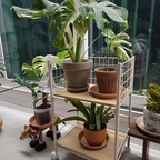 #식물선반 #식물트롤리 
#식물인테리어 
설치 쉬운 가성비템
큰걸로 사세요..
