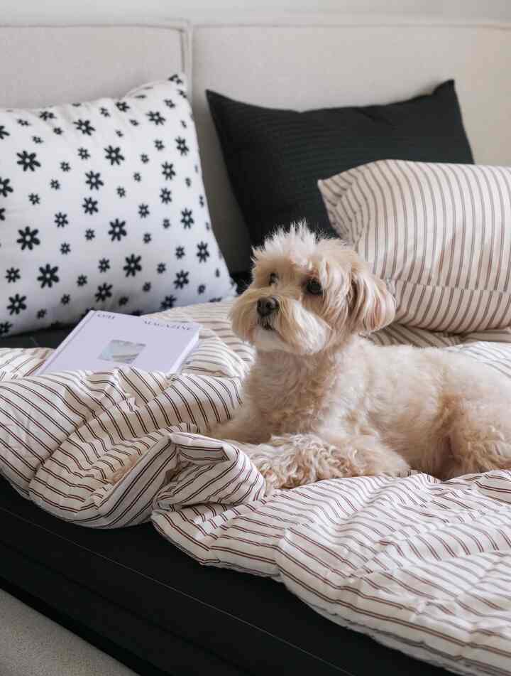 白と黒のトーンの寝具とクッションの上に犬がいる、居心地の良いリビング空間
