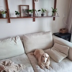 예쁜거 다있는 우리집✨️
식물도🌱 댕댕이도🐶
저희집 강아지는 풀을 뜯지않아요!
혹시를대비해 독성이있다고 알려진 식물은
강아지가 뜯을수없는 위치에 안전하게
키우고있답니다😊
데코가 부족하다면 키우기쉬운 식물위주로
추천드려요!

#콘수프기록집 #예쁜템최고야 #거실 #거실인테리어 #거실꾸미기 #강아지와함께사는집 #신혼집 #신혼집인테리어 #식집사 #식물 #식물인테리어 #식물데코 #식물키우기 #식물집사 #식물선반 #맞팔 #맞팔환영 