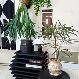 너무 이쁘게 자라고 있는 박쥐란 그리고 크리소카디움 
만원주고 사왔던 아랄리아 🌱🌿
모두 너무 이쁘고 사랑스러워요 💚
#예쁜템최고야 #거실 #거실정원 #거실가드닝 #홈가드닝 #플랜테리어 #플랜테리어식물 #식집사 #식집사성장기 #식물인테리어 #맞팔 #맞팔환영 #맞팔해요 #우리집일상 #오늘장면한컷 #오늘의정원 #오늘의힐링 #오늘의가든 #거실꾸미기 #툭 #쉐이커박스 #블랙쉐이커박스 
