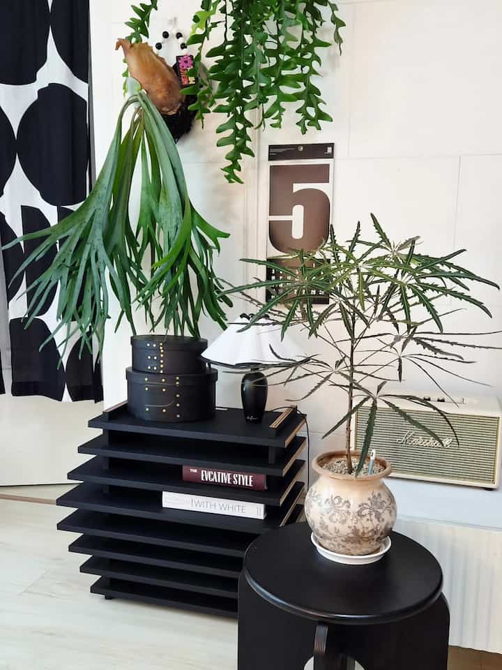 きれいに成長しているコウモリとクリソカーディウム 
満員で買ってきたアラリア🌱🌿
みんなとてもきれいで可愛いです💚

＃素敵なテム最高屋#シェーカーボックス #ブラックシェーカーボックス 