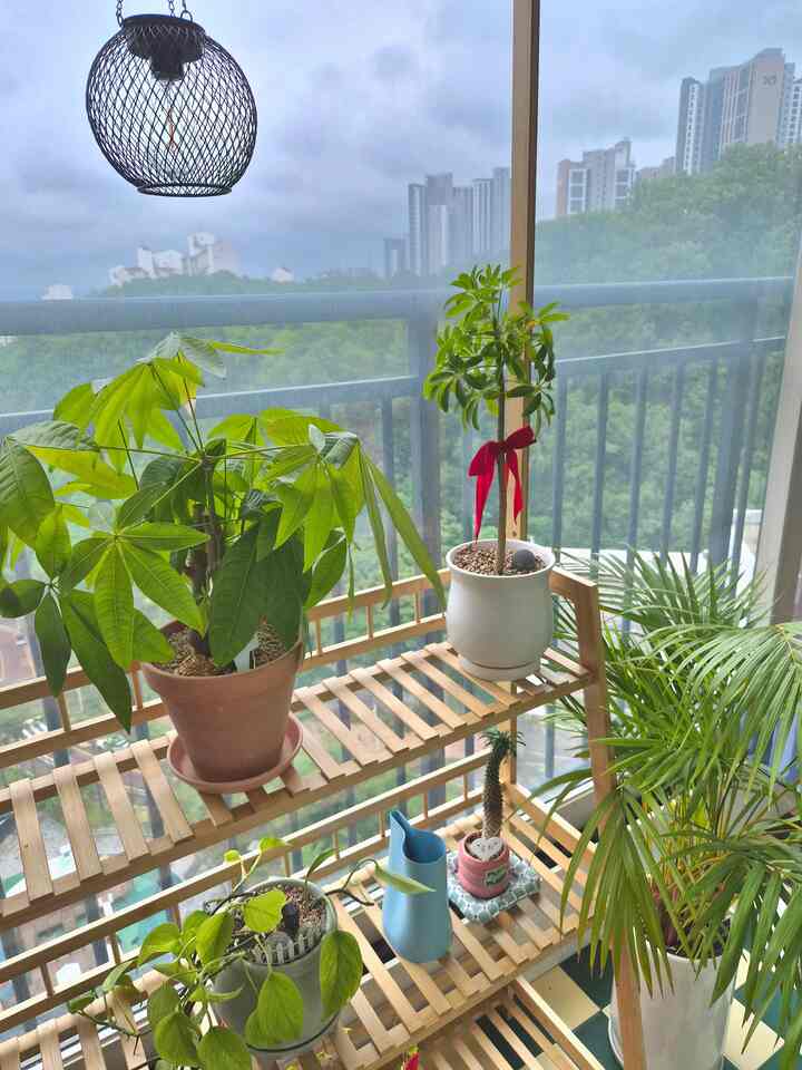 ＃コンスープ記録集＃今日の私たちの家3️⃣今日雨が降ると、たくさんの日が流れます。
それでも緑の後ろに緑の山の景色は癒しですよ🤭

＃ベランダ飾り＃家飾り＃セルフインテリア＃セルフモデリング＃セルフスタイリング＃新婚夫婦インテリア＃新婚夫婦リビングルーム＃新婚夫婦リビング＃ホームスタイリング＃南西郷#鉢植え棚 #鉢植え台