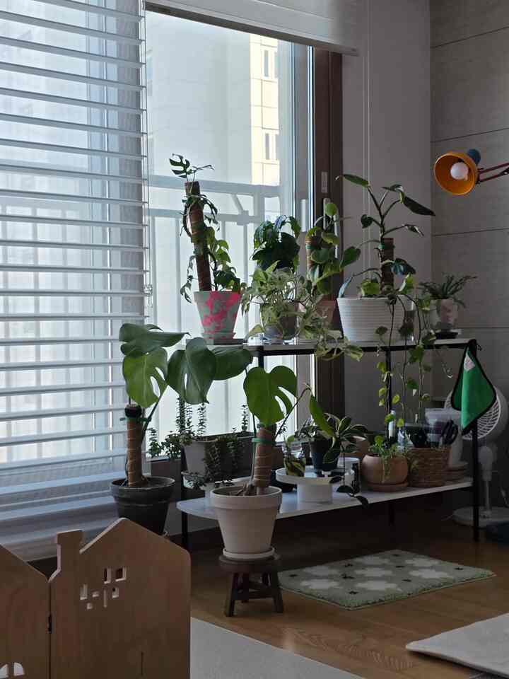 #오늘의우리집 #콘수프기록집 
リビングルームの昼と夜 
植物ゾーンは昼、夜の風景がとても気に入っています。
食執事の誠意満載の #오늘의우리집 ガーデン  #식물존 #식집사의하루  #우리집추구미  