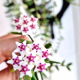호야 엔글러리아나에서 꽃이 이쁘게 피었네요 🌸
너무 거대해진 엔글러리아나 그냥 무작정 뿌리 나누려
뽑았는데 줄기들이 뚝뚝 끊겨서 뿌리도 없는 애
그냥 흙에 꽂아서 키웠더니 요래 꽃이 여기저기 나오기 시작해요.
너무 기특하고 이쁘죵❤️
마지막 사진은 엄마 식물 물주느라 왔다갔다 하니
언니 방에서 저렇게 눈빠지게 기다리고 있더라구요 ㅎㅎ
#오늘의우리집 #콘수프기록집 #거실 #거실정원 #거실가드닝 #플랜테리어 #플랜테리어식물 #식집사 #식집사성장기 #식물인테리어 #맞팔 #맞팔환영 #맞팔해요 #우리집일상 #오늘장면한컷 #호야 #우리집포토존 #우리집취미존 #거실꾸미기 #거실인테리어 #그린인테리어 #식물인테리어 #우리집포토존 #벽난로콘솔 
