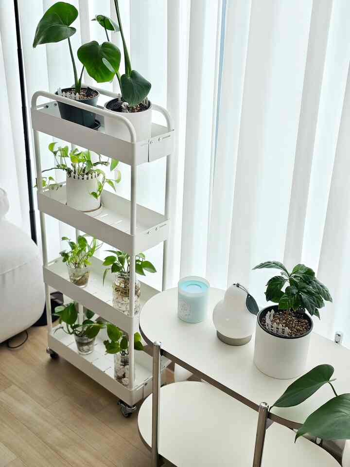 ＃一緒に住んでいる家＃式執事 

私は家のあちこちに植物を置いて一緒に生活していますが、緑の植物だけでも空間の雰囲気がはるかに暖かく快適になるようです☘️まだ＃初心者の執事なので育てやすい植物だけ育てていますが、後でもっと多くの植物を持ちたいです！

リビングの片側、窓辺、棚の上に植物を配置するので、インテリア効果も良く、家が一層できて見えました。

＃フランテリア 