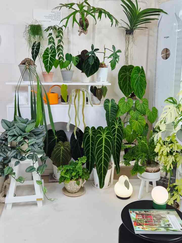 リビングルームガードニングなので、植物と子犬の2匹とリビングルームで
複作複作過ごしてますよ🌿
植民地化されてから古くなった植物はすべて育ちました。
今はアンスリウムの種類が特に好きです。
サイジュが大きくなっても生きていますよㅎㅎ 
リビングルームには植物がとても美しいです🌿💚🌱

＃同居住宅＃コンスープ記録集＃私たちの家フォトゾーン＃暖炉コンソール＃グリーンインテリア＃植物インテリア＃植民地時代＃植民地成長 