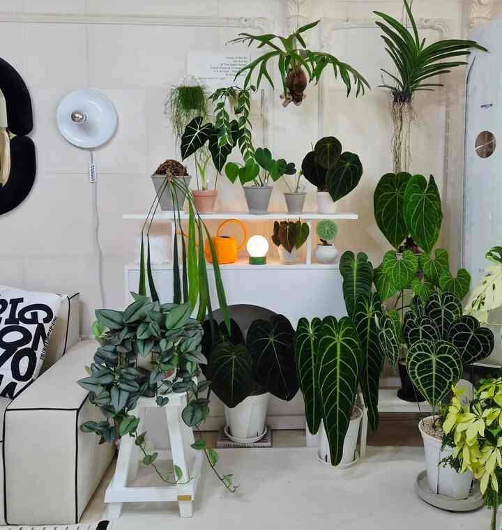植物がたくさん減ってもサイズが大きくなって 
いっぱいに見えます😊それでも現在育っている植物は
あまりにも美しいのであきらめません。
もう週末ですねㅎㅎ気にせず過ごすと時間が早く過ぎますね。
週末は幸せになります💚

＃今日の私たちの家＃コンスープレコードハウス＃リビングルーム＃リビングガーデン＃リビングガードニング＃ホームガードニング＃屋内庭園＃ホワイトインテリア＃フランテリア＃私たちの家フォトゾーン＃暖炉コンソール＃グリーンインテリア＃植物インテリア＃植民地時代＃植民地成長 