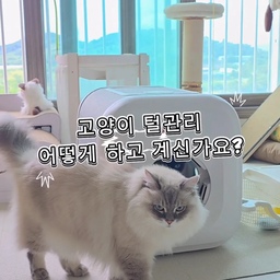 #콘수프기록집 #현명한소비 
털갈이 시즌은 물론 냥집시님들의 고민거리
털관리~~😱
빗질을 해도해도 끝이없고
날라다니는 털때문에 고생많으시죠ㅜㅜ
포스윙 NEO 그루밍하우스는 평상시 숨숨집으로 
사용하면서 입구에 있는 빗이 털을 고르게 빗어주어
털관리가 된답니다^^
무소음이라 아이들도 거부감이 없어요.
입구 크기도 조절이 되어 적응시 좁혀주면 효과가 배가 될것 같아요^^
루시도로시도 적응단계라
안에서 간식도 먹고낚시놀이하고 있어요^^
판타스틱한 효과는 아니지만
평상시에 사용하면서 관리되는 것만으로도 만족스러워요^^
털관의전쟁 끝내고 싶네요🤣🤣
#냥집사 #고양이가있는집 #고양이가있는집 #고양이용품 #털관리  #포스윙 #빗질하는하우스 #냥테리어 #냥템 