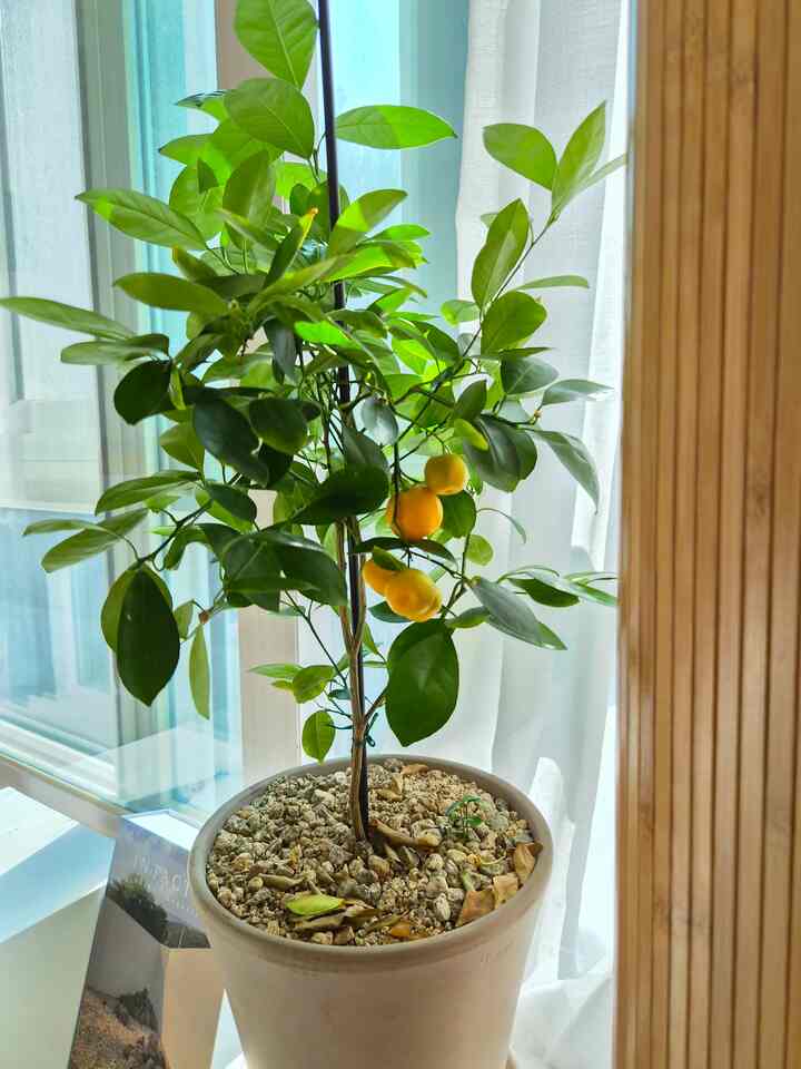 ＃食テリア＃植物インテリア＃ココナッツヤシ＃ヤシの木＃ハンギング植物＃オレンジ＃オレンジの木＃植物＃ルームディバイダー＃木の仕切り＃木の仕切り＃木のパーティション