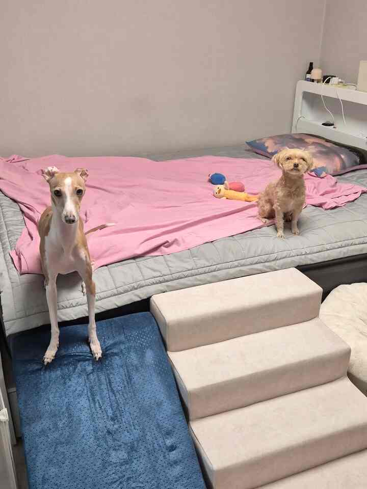 子犬の階段を変えました◡̈ 
スライド階段を使って階段形式で購入しました。
メイト階段がデザイン、色味も綺麗で、
とても丈夫だというレビューが多かったです。
後で処分すると心配ですが
子犬のために…



＃賢明な消費²＃＃コンスープ記録店＃メイド＃フレンドリー＃ベッドルーム＃ベッド＃ベッドルームインテリア＃ベッドルーム飾り＃寝具＃ベッドフレーム＃子犬＃子犬階段＃階段＃アルル＃アルル階段＃メイト＃メイト階段＃子犬階段＃妊娠＃妊婦＃子犬インテリア＃ペットテリア＃ピッケンド＃寝具おすすめ＃防水寝具＃防水階段
