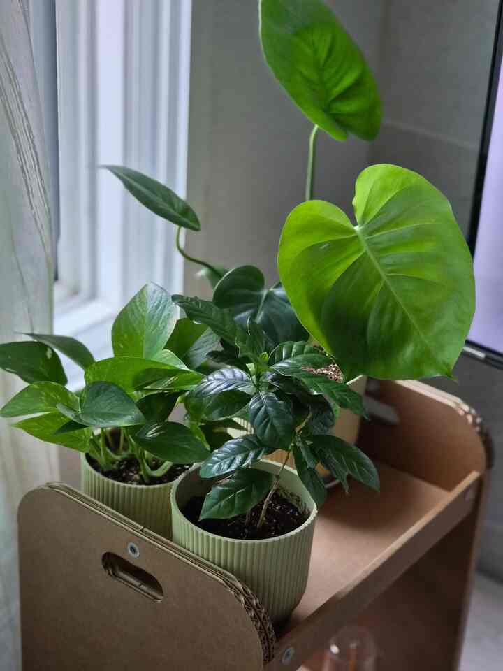 朝目を覚ますとすぐに確認する植物状態🌿🌿
オーガーデン3人部屋モンステラ、コーヒーツリー、スキンダプサスおやすみ
Nanusは最近本当にとても良いです。
  #플랜테리어 #초보식집사 #맞팔  #신혼집 #우리집 