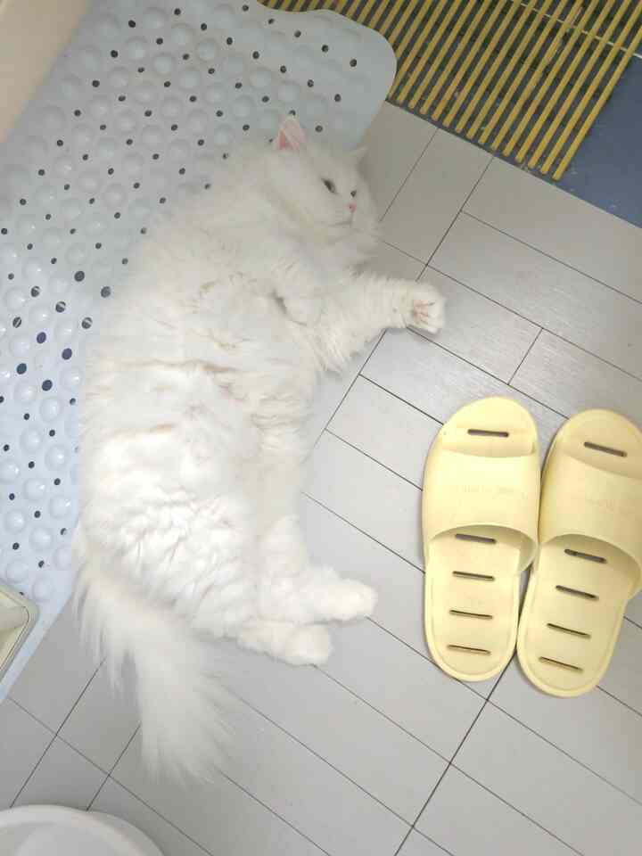 バスルームのドアを開けるだけで、 
横になっています。夏だから涼しいところを探す猫たちですね。 
ニャンニャンたちのためにエアコンはほぼ24時間数日間オンにするようです  #고양이가있는집 #고양이와함께사는집 #화장실 #욕실
