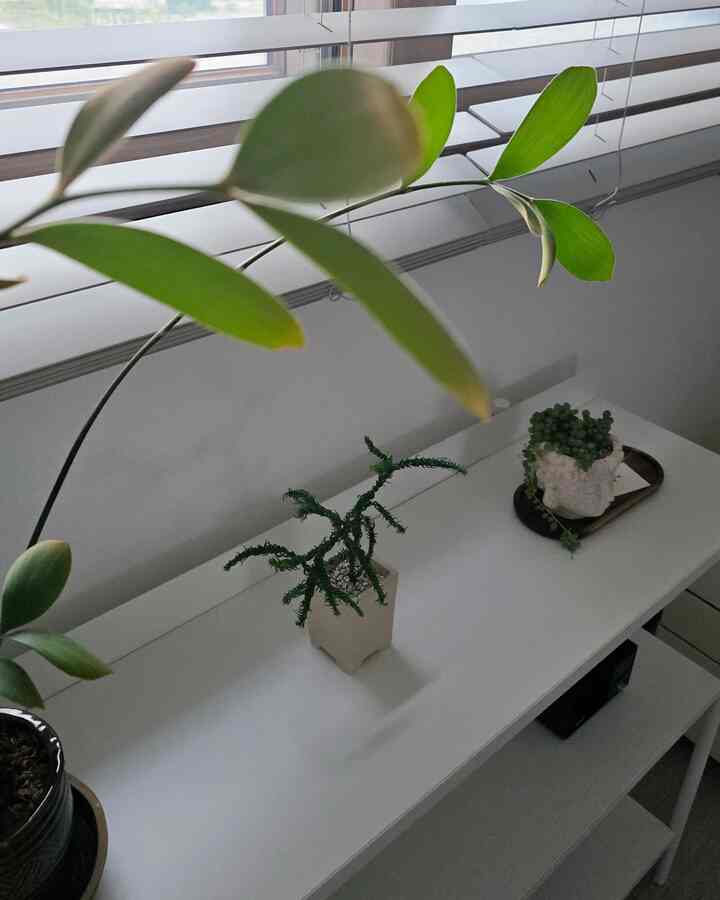 #東洋美味しいスプーン
我が家で東洋美を漂わせる植物を紹介します🩵

松のようなスプリング杉や仏コンラン、葉自体がとても魅力的な松岳アイビー。そしてサンバン柄ボトルプール！

家は東洋美を披露する空間は特にありませんが、植物はかなりそうですよね？ 

＃植物インテリア＃プランテリア＃植民地時代