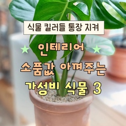 비싼 식물 죽일 때마다 버려지는 내 돈! 💸🌿
물만 줘도 쑥쑥 자라는 가성비 식물 3가지로
돈 안 드는 플랜테리어 시작하세요. 
1️⃣ 아이비 (Ivy)
특징: 넝쿨째 길게 늘어지며 자라 공간에 입체감을 주는 감성 천재 식물이에요.
생명력이 강해서 3천 원짜리 작은 포트 하나만 사서 화장대나 선반에 올려둬도 플랜테리어 효과가 극대화돼요.
2️⃣ 몬스테라 (Monstera)
특징: 이국적인 찢잎이 매력적! 잎 하나만 크게 자라도 공간 분위기가 확 바뀝니다.
환경 적응력이 뛰어나고 성장 속도가 미쳤어요. 몇만 원짜리 비싼 대형 화분 살 필요 없이, 작은 모종부터 키워도 금방 쑥쑥 자라납니다. 
3️⃣ 나비란 (Spider Plant)
잎끝이 시원하게 뻗어 공기 정화에 탁월한 순둥이 끝판왕.
번식력이 엄청납니다. 똑 떼어 물에 꽂기만 해도 무한 증식! 화분 하나 사서 10개로 굴릴 수 있는 가성비 원탑이에요. 
더 이상 화원에 쌩돈 바치지 말고 이 3가지로 가성비 플랜테리어 시작해 보세요! 🙋‍♀️ 
 #플랜테리어 #식물집사 #자취방꾸미기 #인테리어 #오늘의집26기
