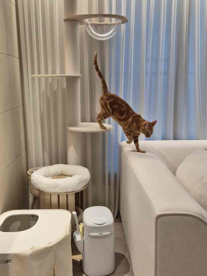 白とナチュラルカラーのリビング、猫とキャットタワーが配置された落ち着いた空間