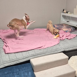 강아지를 키우는 집의 필수템 3가지 소개할게요 ·͜·
❶ 강아지 계단 - 아르르 • 마루이
슬개골에 취약한 강아지들을 위해 강아지 계단은 꼭 구비해야 해요 .ᐟ
❷ 방석 - 컴포우 퐁당쿠션
반려동물이 푹신하고 편안하게 쉴 수 있도록 방석이 필요하답니다.
➌ 방수 침대패드
종종 실수하는 반려동물들이 있으니, 미리 방수 침대패드를 깔아두면 좋아요 .ᐟ
집사가 댕댕이들을 위해 준비한 장바구니템 어떠셨나요 ？？
#집사의장바구니 #챌린지 #맞팔 #친구해요 #강아지 #댕댕이 #고양이 #반려동물 #집사 #집사꿀템 #강아지와함께사는집 #반려동물과함께사는집 #꿀템 #반려동물꿀템 #강아지계단 #컴포우 #아르르 #마루이 #계단 #방석 #쿠션 #강아지방석 #강아지쿠션 #방수침대패드 #침대매트 #수납침대 #방수패드 #필수템 #반려견 #반려묘