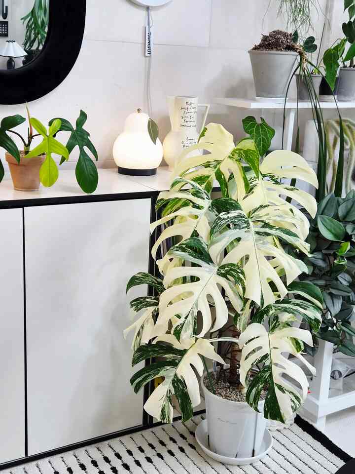 私の家アルボモンステラ🌿
小さなポートから始めて何度も切って、今また大きくなって
切らなければならないが悩んでいるし、しばらくもう少し育ててください。
席が足りないので、切るようになります。
可愛いからもう少し見なければなりません😍

＃今日の私たちの家＃コンスープレコードハウス＃リビングルーム＃リビングガーデン＃リビングガードニング＃ホームガードニング＃屋内庭園＃フランテリア＃アルボモンステラ＃アルボ＃リビング装飾＃リビングインテリア＃私たちの家フォトゾーン 