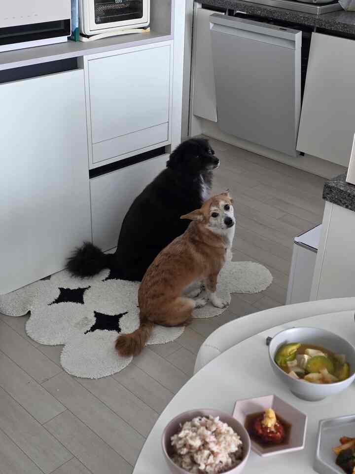 夕方の準備に
私たちのかわいいストップも
ご飯時間です。

今日は家にいます。
簡単に着ました！

＃今日何を食べるのか＃今日の私たちの家＃夕方のメニュー＃簡単なメニュー＃Oh Home Store 