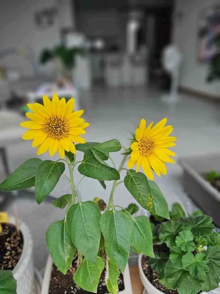 #오늘의우리집 #콘수프기록집 

息子が持ってきたひまわり🌻  #일상기록 #거실 #거실인테리어 #집꾸미기 #해바라기 #꽃이있는집 #미니 #방학 #오늘의가든 