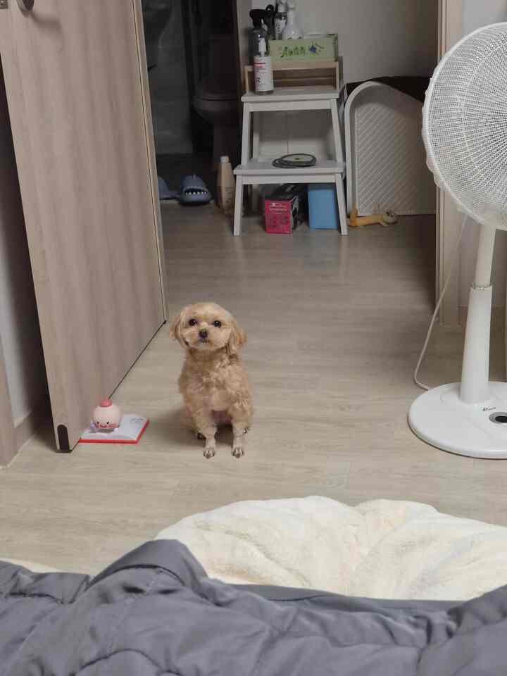 インテリアの1割を占める私たちの家の子犬たちです◡̈
可愛い



＃インテリアノウハウ¹＃コンスープ記録集＃メイド＃友達＃家＃家を飾る＃家のスタイル＃ホームスターグラム#モジュラー家具