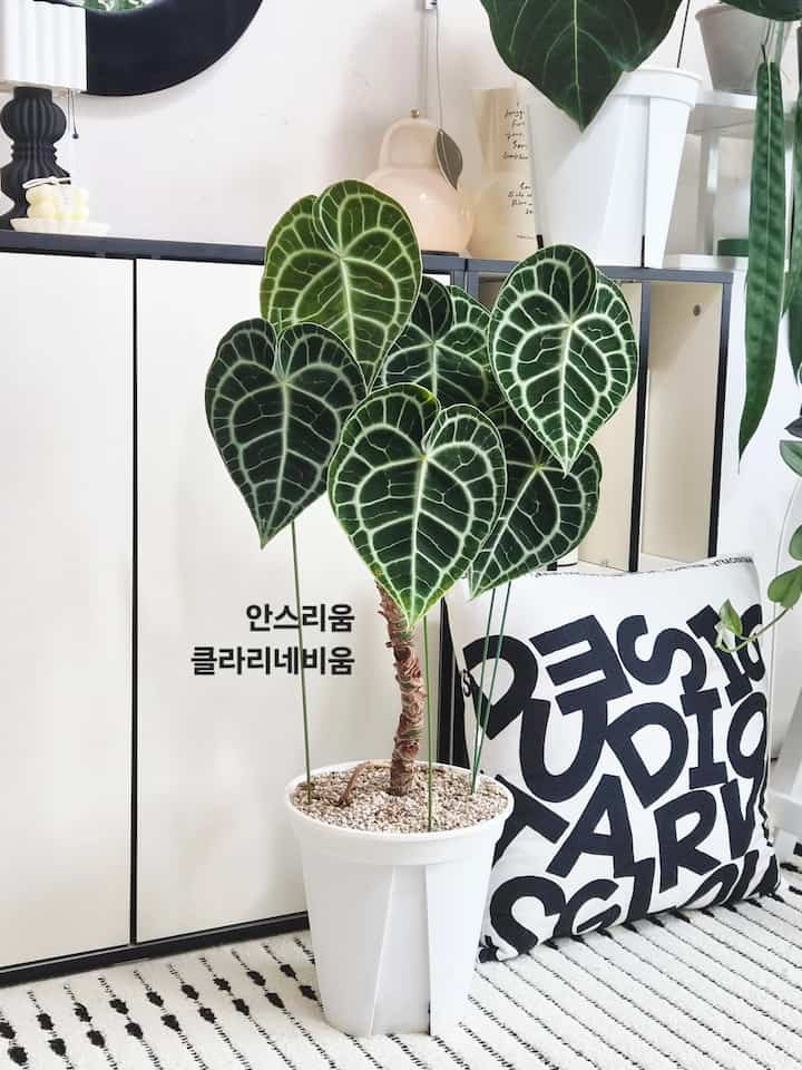 小さなポートで始まったアンスリウム 🌿
ベルベットの葉がとてもきれいなアンスはすべてサイズが大きくなっています。
一桁ずつ占めますㅎ

＃素敵なテム最高屋＃コンスープ記録集＃植物の生活＃植物の育成＃リビングの装飾＃リビングのインテリア＃グリーンインテリア＃植物のインテリア 