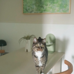 다이닝룸 식탁 옮기고 우리 고롱이를 위한 
새로운 물그릇 테이블 셋팅까지 완벽하네요 🐱
#예쁜템최고야 #고양이 #아르킨 #펫식기 
#펫테이블 #펫테리어 #강아지밥그릇 #고양이밥그릇 
#테이블 #이케아 #콘스프기록집 