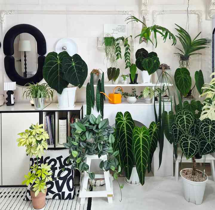 今日も緑と緑の癒しに行きましょう💚
植物が大きくなったので、本数は本当にたくさん減りました。
家が植物を除くと本当にきれいですが、植物がとても好きです。
いいえ、今日は幸せになります💚

＃今日の私たちの家＃コンスープレコードハウス＃リビングルーム＃リビングガーデン＃リビングガードニング＃ホームガードニング＃屋内庭園＃フランテリア＃私たちのインテリア＃ハングイン植物＃ハングインプラント＃壁飾り＃リビングインテリア＃リビングインテリア＃グリーンインテリア＃植物インテリア＃植民地時代 