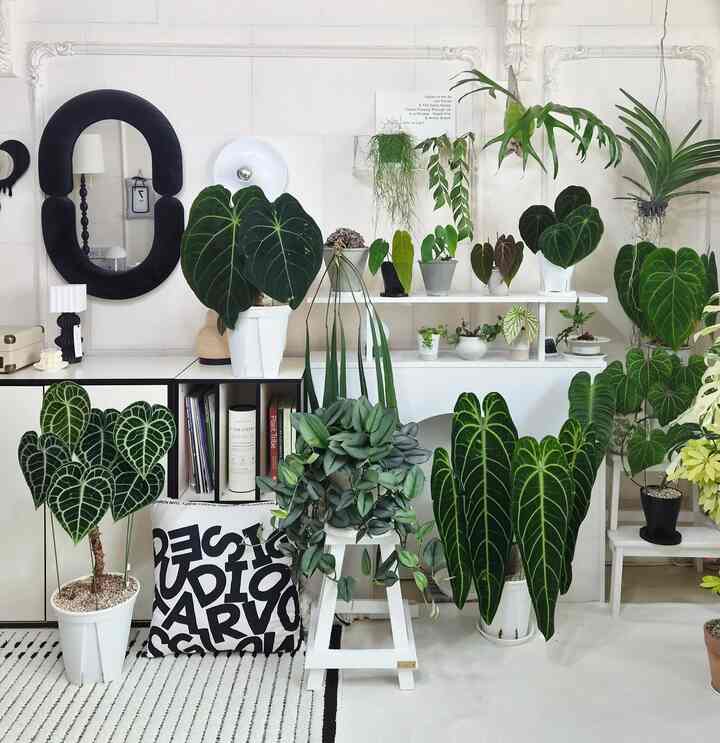 私の家のメインフォトゾーン🌿
好きな緑を集めておくと、見るだけでも癒されます。
さわやかなエネルギー満載の空間です。
私は首のディスクがひどくなって眠れませんでした😂
私は今しばらく押しに行きます。

＃私たちの家フォトゾーン#執事 