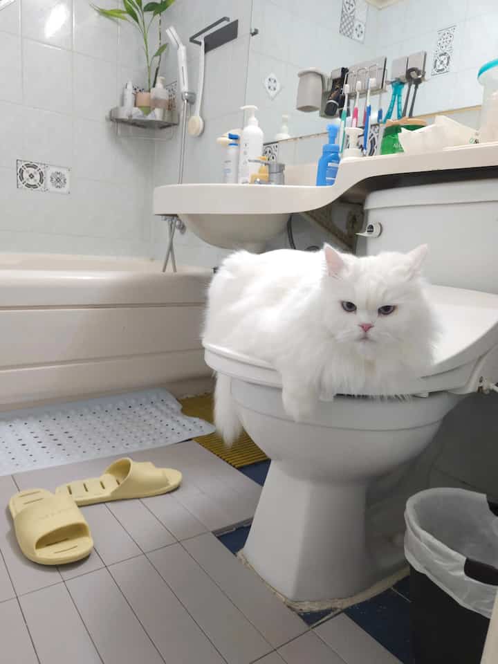 白いタイルの壁と古い設備が配置された浴室、便器の上にふわふわの白い猫が座る雰囲気のある空間