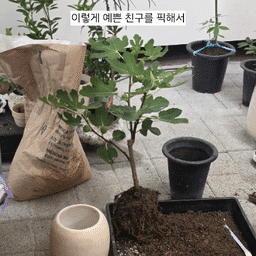 ㅠㅠㅠ 퇴근하고 집오자마자 #무화과나무 ai랑 상담 1시간 함....
#식집사 는 오늘 많이 슬픔.. 
에이아이는 너무 죽은 잎은 잘라버리래요. 눈물을 머금고 조금 잘랐어요. 과습 일 수 있다는데 토요일 분갈이 일요일에 물 가득주고 오늘 화요일인데 흙은 아직 적당히 촉촉해요. 첫날 북향 베란다에 뒀던게 패착인가 싶어 둘째날 밤부터 거실에 두는 중.. 저녁엔 26도 70% 이하로 맞추려고 노력!
며칠 후에 살렸다는 글 올리고 싶은데 #도와주세요