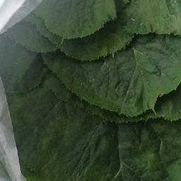 #일상기록 
엄마제자 저에겐 쌤~
분이 주택에 사시면서 
가꾼야채들 보내주셨네오~~
정말크고 품질좋아 놀람오🫢
#야채 #채소키우기 #채소 #채소보관 #채소요리 #선팔 #맞팔