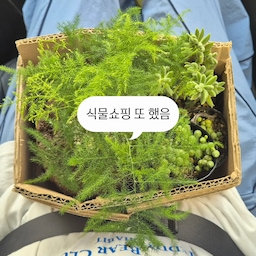 #현명한소비 #콘수프기록집
우리 집 새로운 초록이들 🌱
거친 현무암 화분에 멋스럽게 심은 아스파라거스 나누스와
동글동글 귀여운 매력의 콩란까지!
​볼수록 힐링 되는 나만의 작은 정원 💚
무럭무럭 잘 자라주길 바랄게 ✨
 #식집사그램​ #아스파라거스나누스 #콩란 #현무암화분 #홈가드닝 #식집사 #반려식물 #식물인테리어 #플랜테리어 #식물스타그램 #초록이 #베란다정원 #취미스타그램 #일상 #힐링 #소통 #맞팔 #인테리어소품 #식물키우기 #다육이 #가드닝 #토분 #홈가드닝 #식물한스푼 #오늘의가든 #오늘의가든친구 #식집사성장기 #키우기쉬운식물 