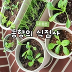 동향에서도 식물이 잘 자랄까요?🫒🫛
내 꿈은 식집사 💚

퇴근 후 야밤에 모종심기 😂

#식집사 #식물 #베란다정원 #베란다가드닝 #ftc27기 #베란다꾸미기  #베란다인테리어 #베란다농부